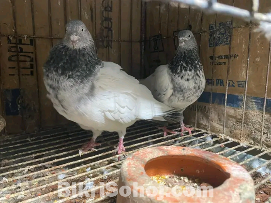 কবুতর